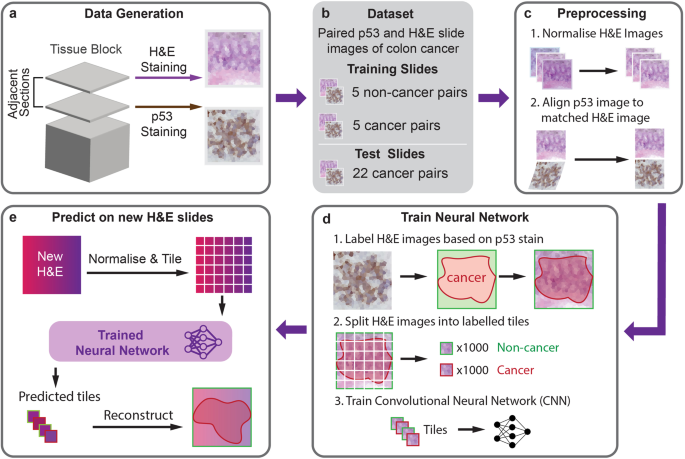 Fig. 1: H&E Molecular neural network (HEMnet) workflow overview.
