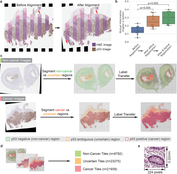 Fig. 3: Molecular labeling of H&E images to train neural network.
