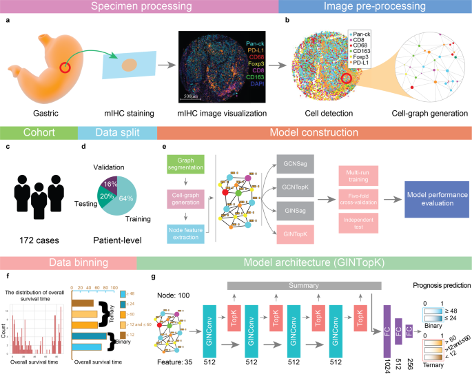 Fig. 1: An overall workflow of graph neural network-based prognosis prediction using Cell-Graphs.