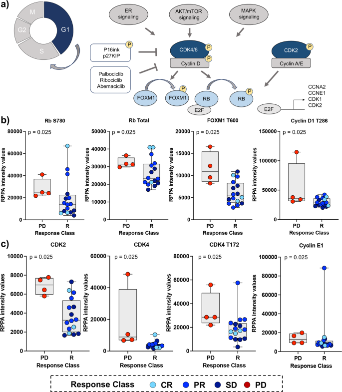 Fig. 1: Expression and phosphorylation levels of CDK4/6 downstream substrates and regulators correlate with response to first-line treatment with ET plus CDK4/6 inhibition in MBC patients.
