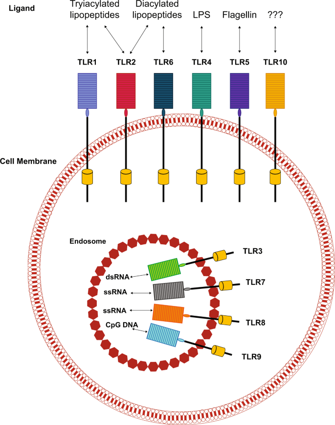 Fig. 1: Cellular localization of the various TLRs and their prototypical ligands.