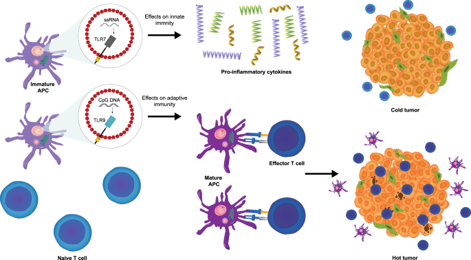 Fig. 2: Hypothesized mechanism for synergism between TLR agonists and immune checkpoint inhibitors in enhancing antitumor immunity.