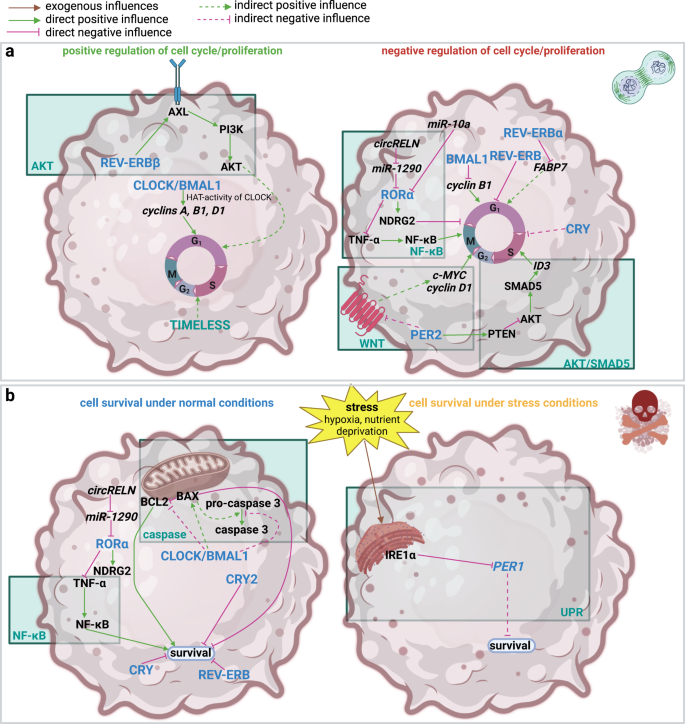 Fig. 2: Impact of the circadian clock on proliferation and cell cycle, apoptosis and survival in GBM.