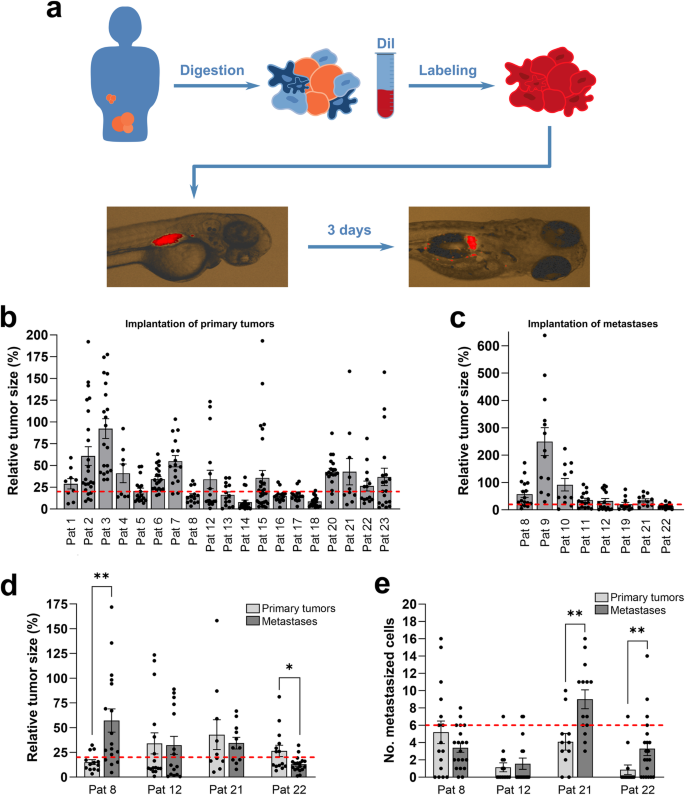 Fig. 3: Implantation of EOC ZTX models in zebrafish larvae.