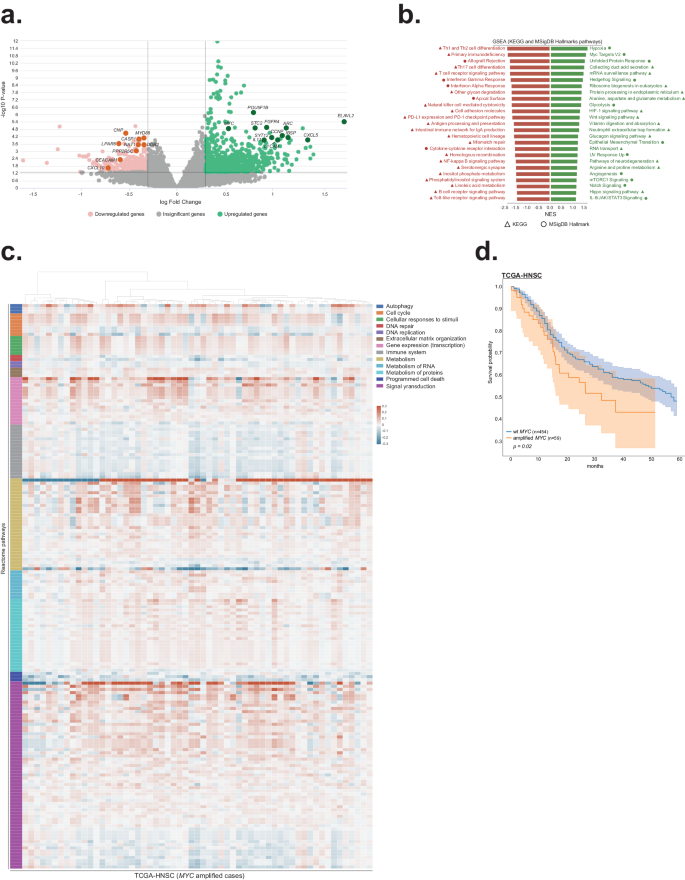 Fig. 3: Acquisition of MYC amplification is associated with broad transcriptomic changes.