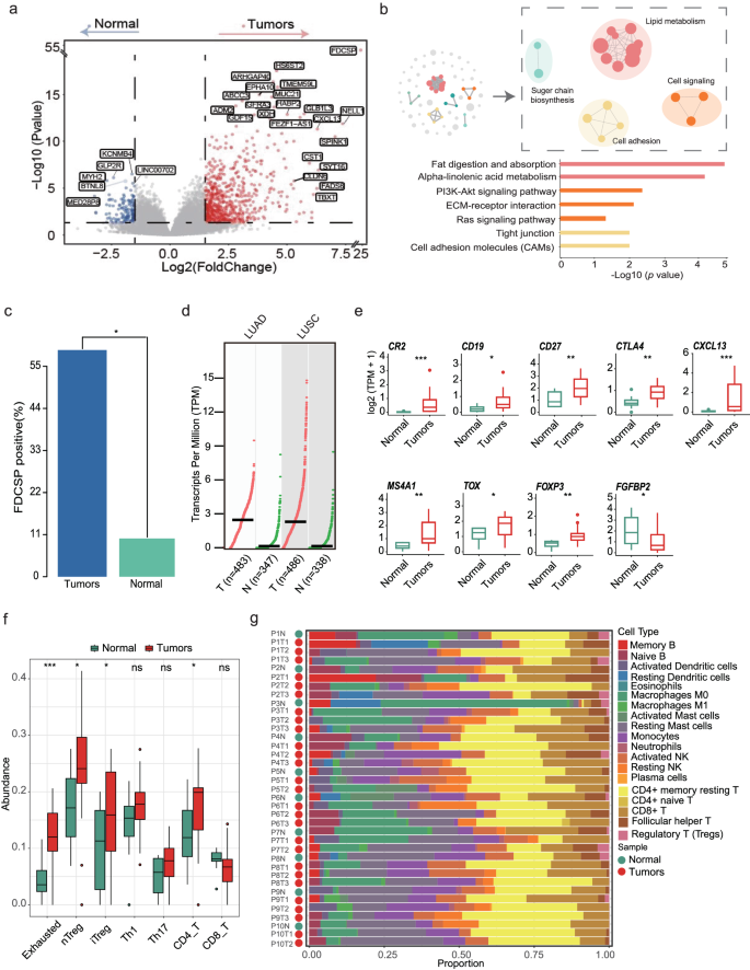 Fig. 4: Transcriptomic features of MPLCs compared with normal tissues.