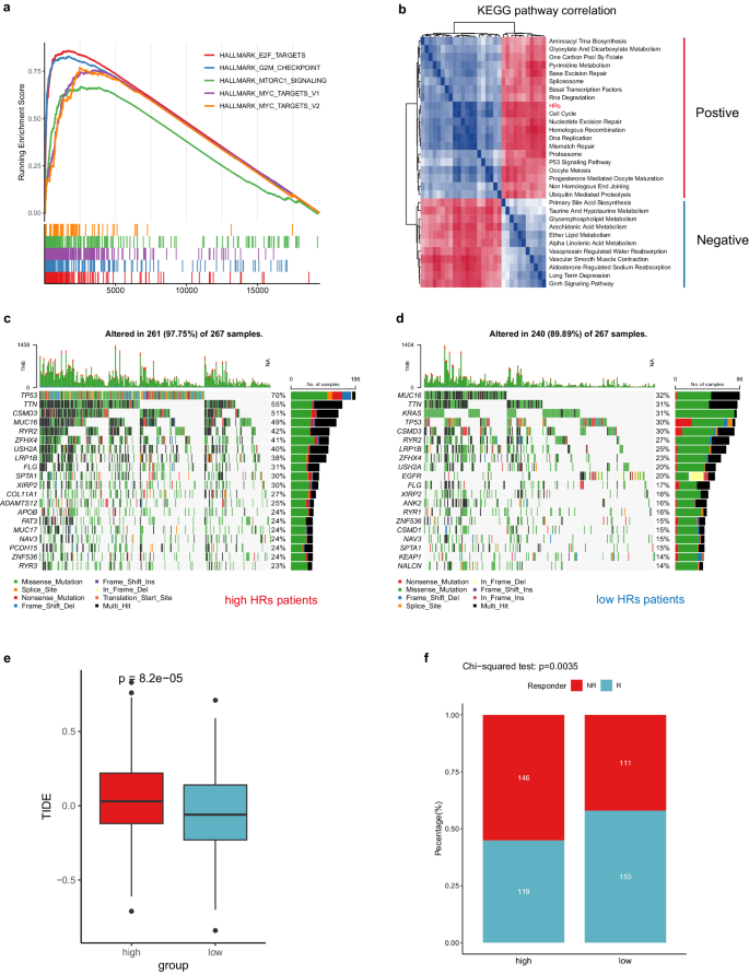Fig. 4: Comprehensive comparison of the two categories of LUAD patients defined by HR score.