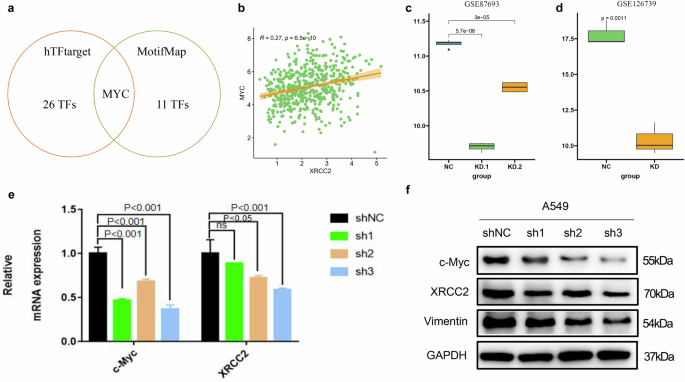 Fig. 8: c-Myc served as a potential transcription factor for XRCC2.
