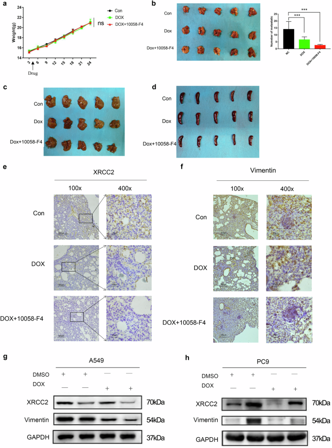 Fig. 9: Improved treatment effect with c-Myc inhibitor combined with Doxorubicin (DOX).