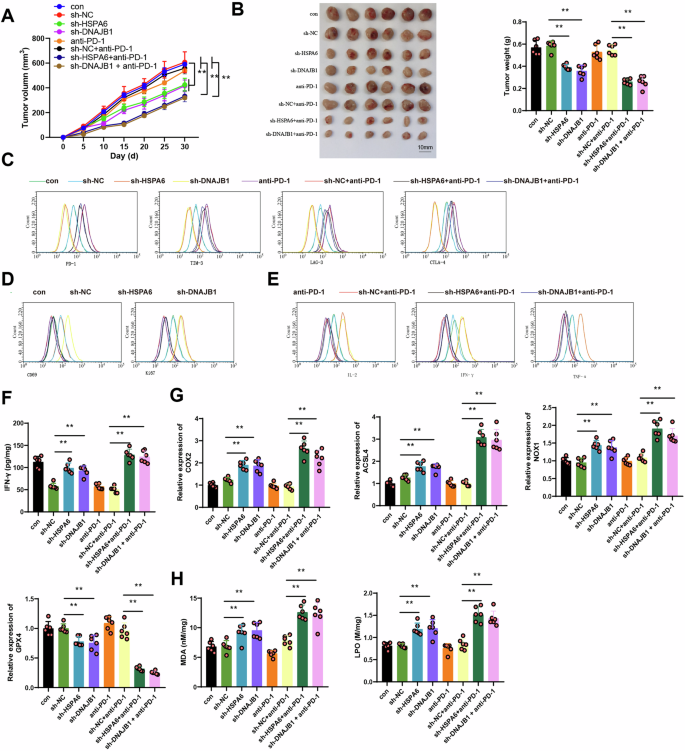 Fig. 10: In vivo experimental verification of the impact of HSPA6 or DNAJB1 silencing on tumor growth and CD8 + T cell functionality in tumor tissue.