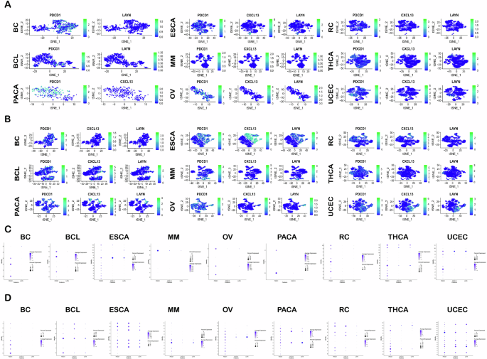 Fig. 2: Cell clustering analysis of CD8 + T cells expressing high levels of PDCD1, CXCL13, and LAYN in various cancer normal tissues and tumor tissues.