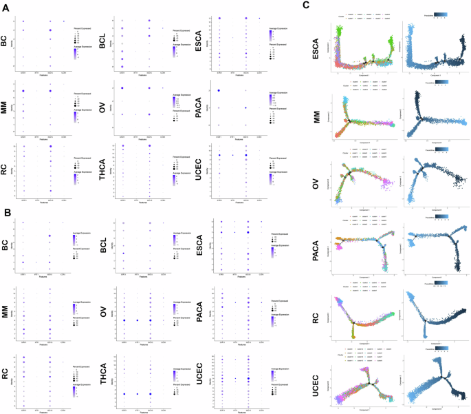 Fig. 3: Cell clustering analysis of interferon-activated CD8 + T cells in various cancer normal tissues and tumor tissues.