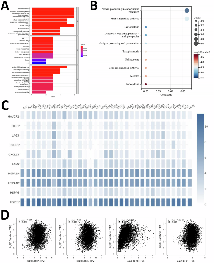 Fig. 4: Enrichment analysis of differentially expressed genes and co-expression analysis with T cell exhaustion marker genes.