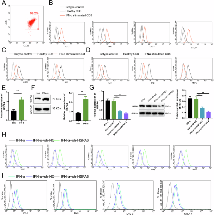 Fig. 5: Experimental verification of the influence of IFN-α and HSPA6 on CD8 + T cell exhaustion.