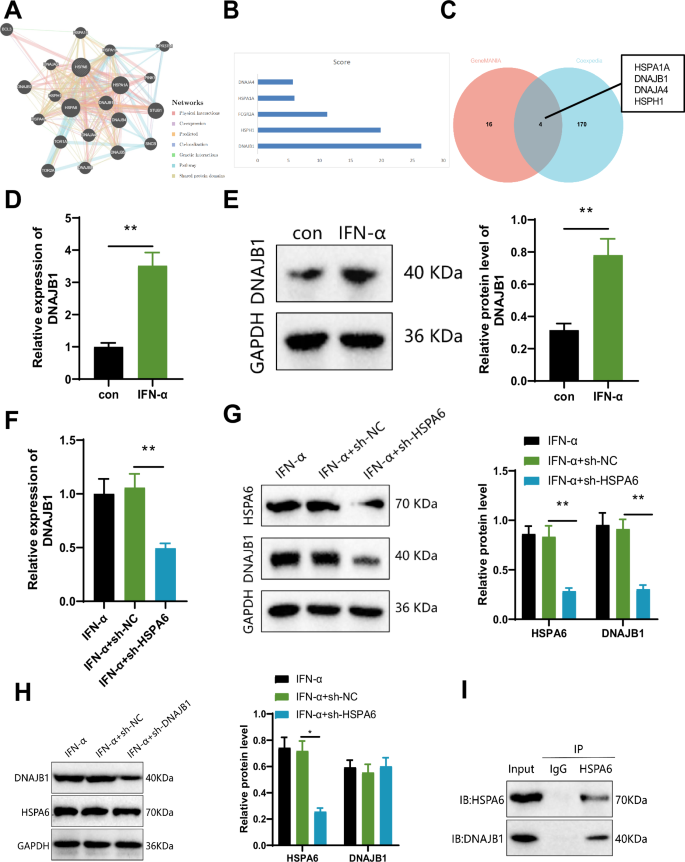 Fig. 6: In vitro experimental verification of the influence of IFN-α and HSPA6 on CD8 + T cell exhaustion.