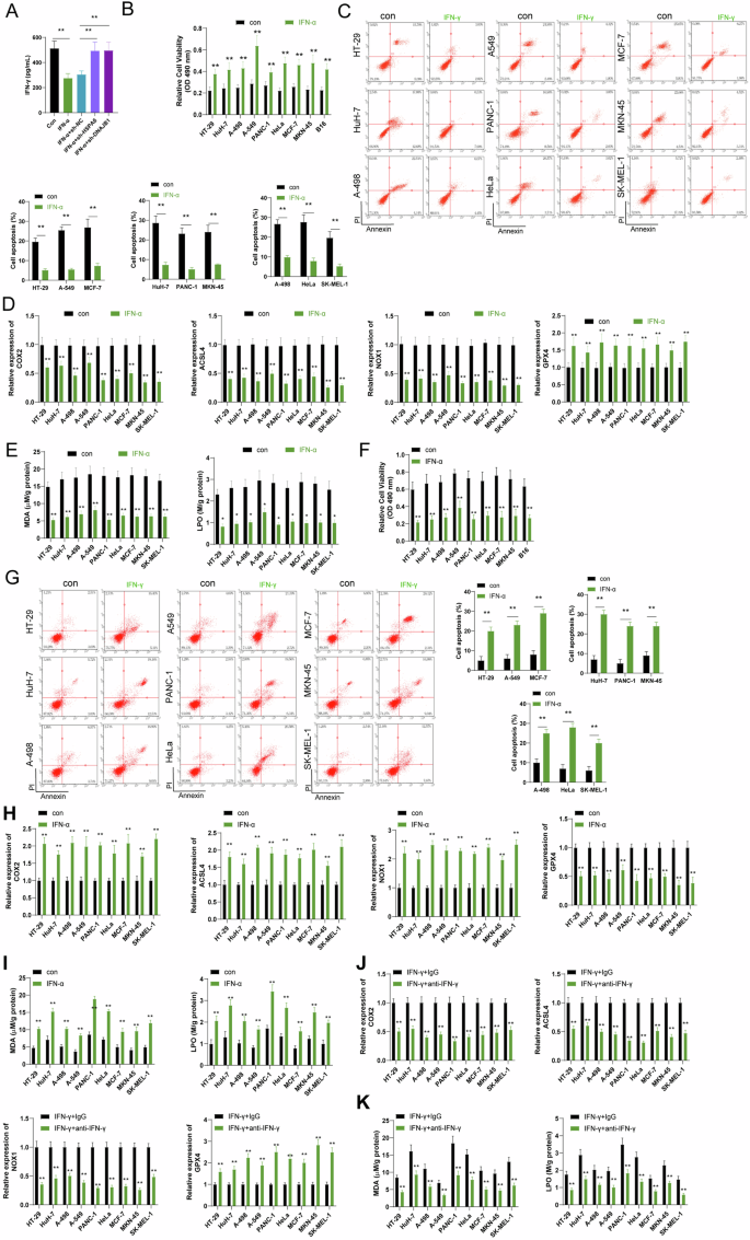 Fig. 9: In vitro cell experiments investigating the influence of IFN-γ on tumor cells.