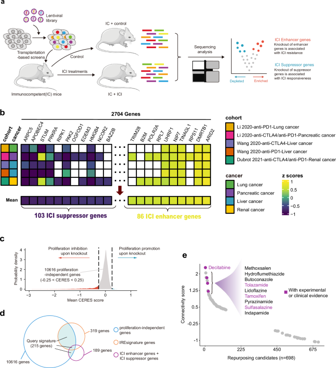 Fig. 5: Exploration of potential agents enhancing immunotherapy using CRISPR screening data.