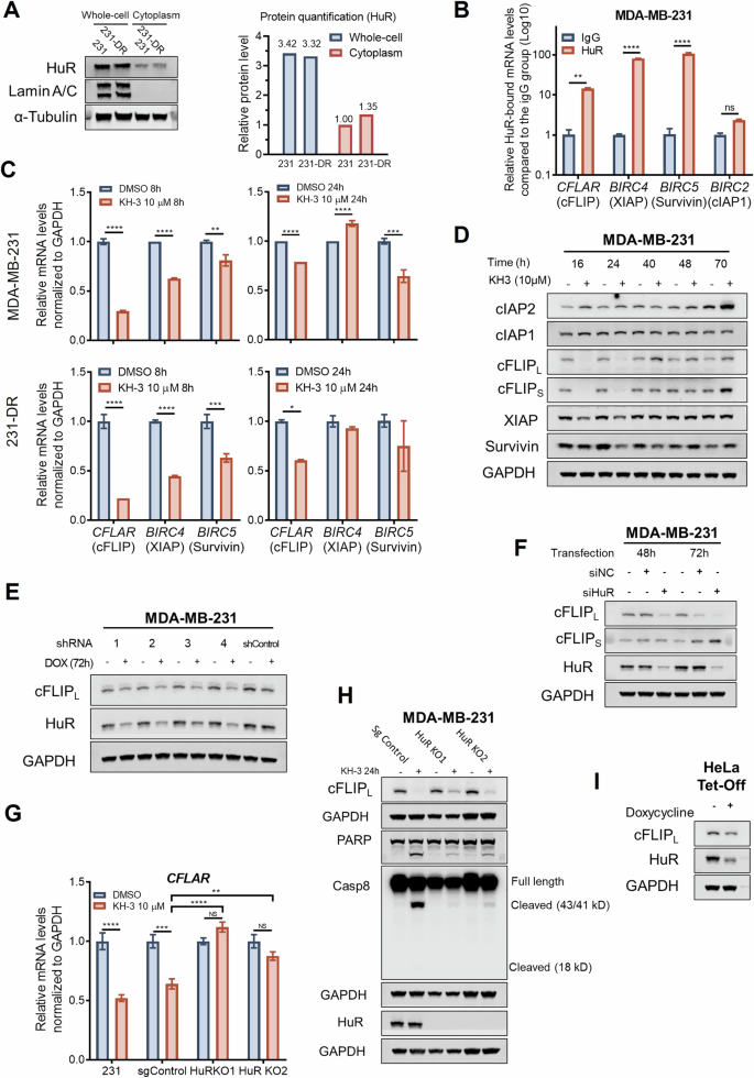 HuR inhibition overcomes cFLIP-mediated doxorubicin resistance in ...