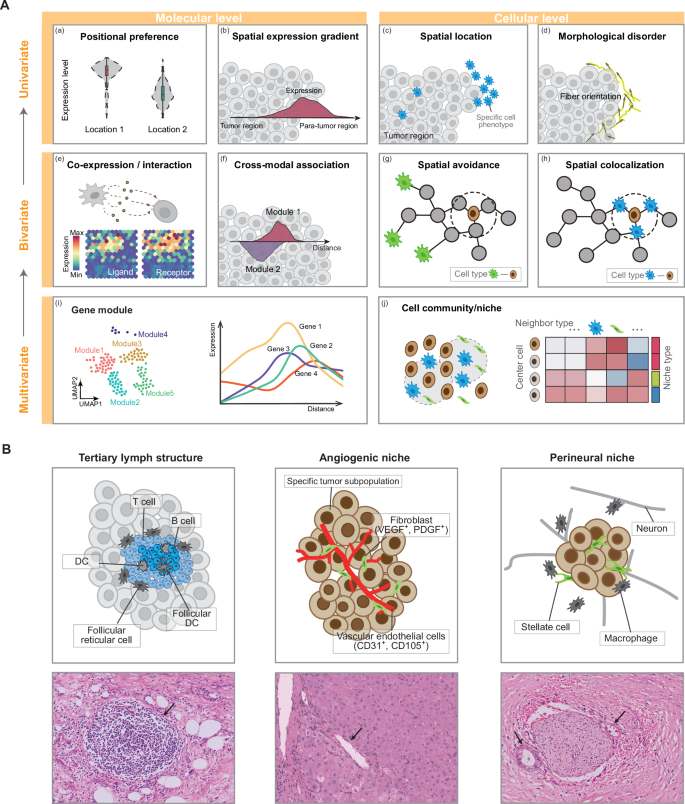 Quantifying and interpreting biologically meaningful spatial signatures within tumor microenvironments