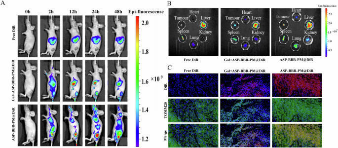 Fig. 6: Tumor-targeting ability and mitochondrial-targeting ability of ASP-BBR-PM (n = 5).