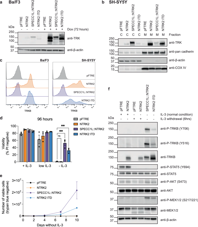 Fig. 2: NTRK2 ITD is constitutively activated.