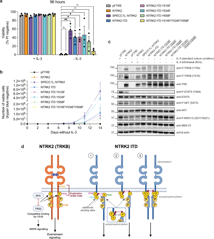 Fig. 4: The tyrosine residues within the duplicated region of NTRK2 ITD contribute to activation.