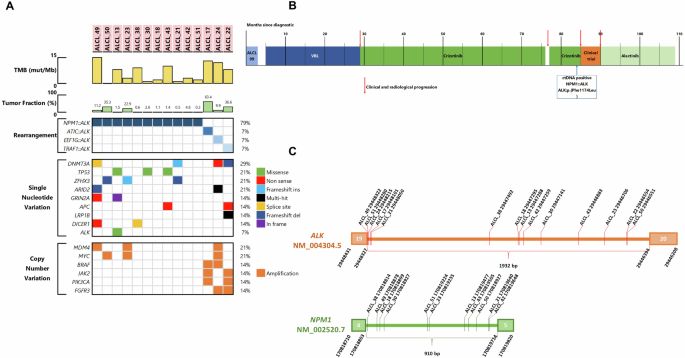 Fig. 1: cfDNA-based molecular profiling of ALK-positive anaplastic large cell lymphoma via panel sequencing.