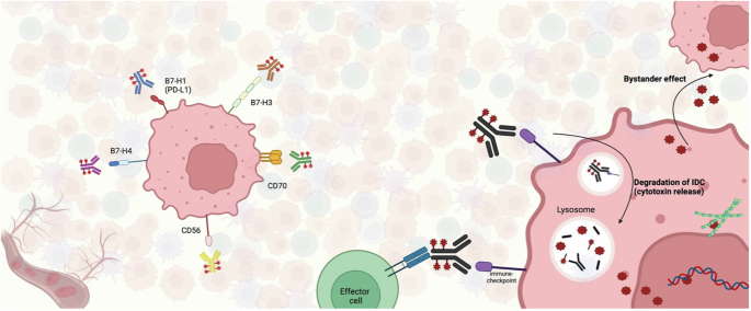 Fig. 1: IDCs targets and mechanism of action within tumor microenvironment.