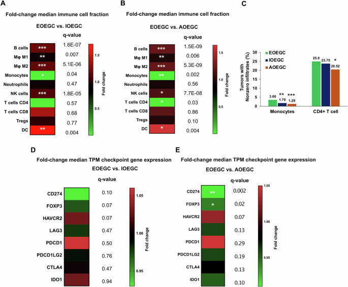 Fig. 3: Immune cell infiltrate and immune gene expression in EOEGC, IOEGC, and AOEGC.