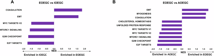 Fig. 4: Gene set enrichment analysis (GSEA) in EOEGC, IOEGC, and AOEGC.