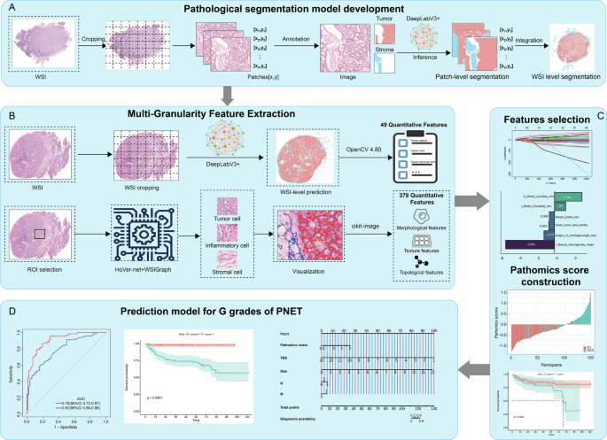 Fig. 6: Workflow diagram illustrating the development process of the pathomics model.