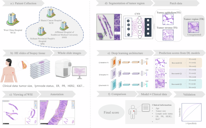 Fig. 1: Study design for developing an AI-powered prediction model for pCR.