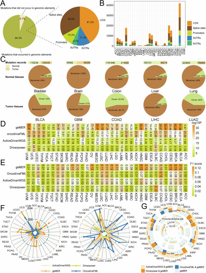 Fig. 2: Identification of candidate drivers for coding and non-coding elements across 33 cancer types.