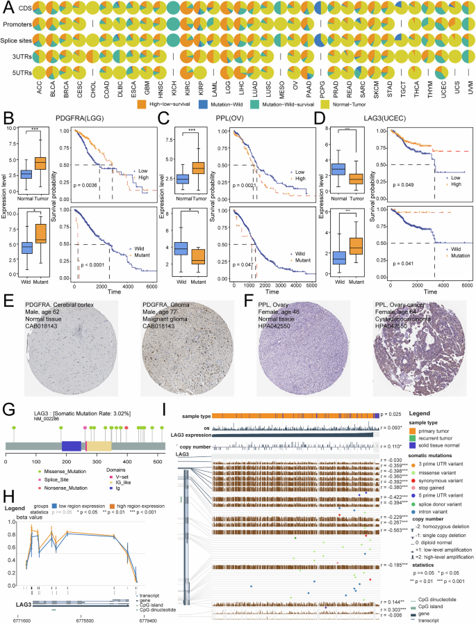 Fig. 3: Functional validation of candidate drivers for five genomic elements across 33 cancer types.