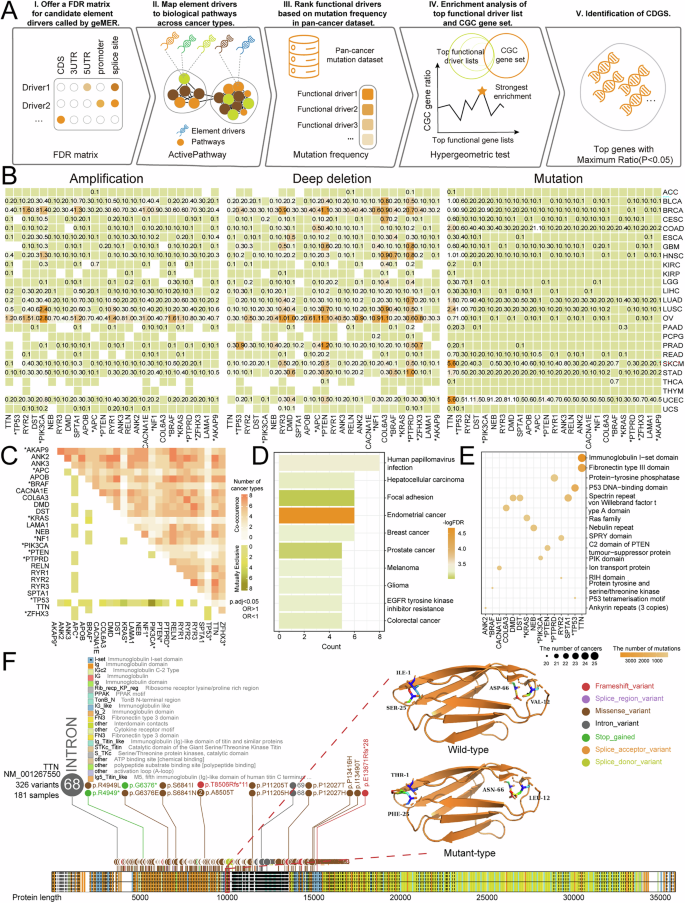 Fig. 4: Identification and mutation landscape of CDGS across 25 cancer types.