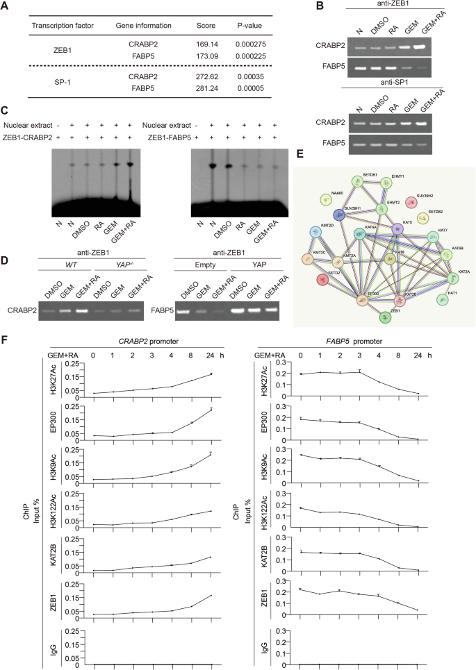 Fig. 3: The balance of CRABP2 and FABP5 at the transcriptional level.