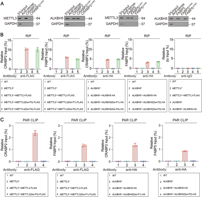 Fig. 6: Analysis of specific domains involved in binding among CRABP2 and FABP5 mRNAs and the METTL3 and ALKBH5 proteins.
