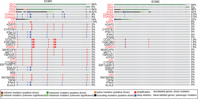 Fig. 2: Mutation landscape of ECM1 and ECM2 subtypes.