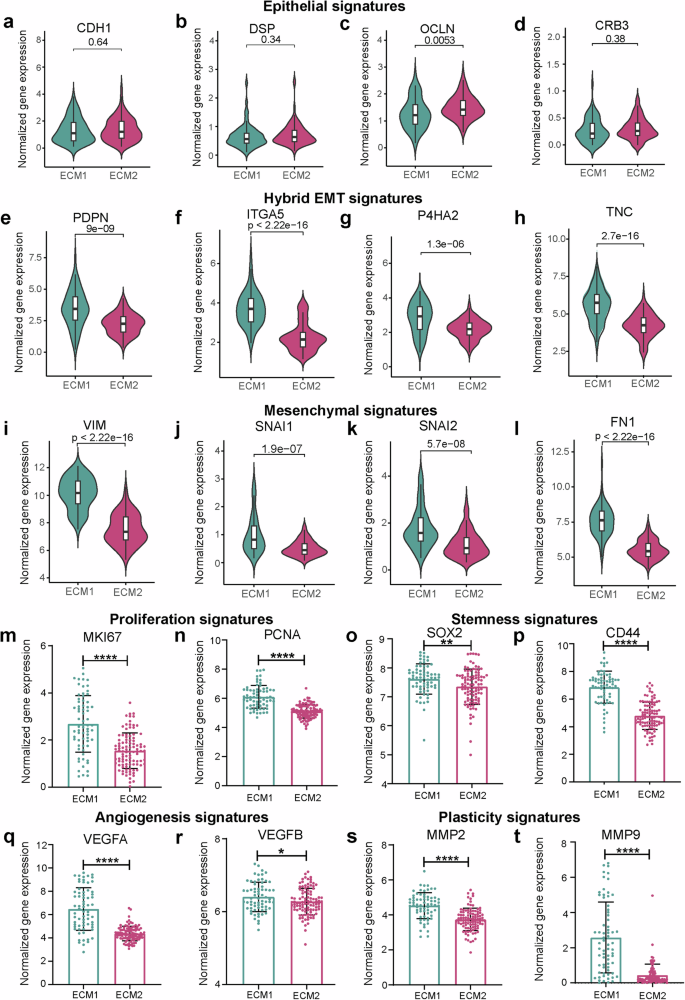 Fig. 8: Gene expression differences between ECM1 and ECM2 subtypes across various biological pathways.