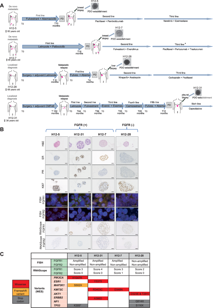 Fig. 1: Patient-derived tumor organoid (PDTO) characterization and clinical history of included patients.