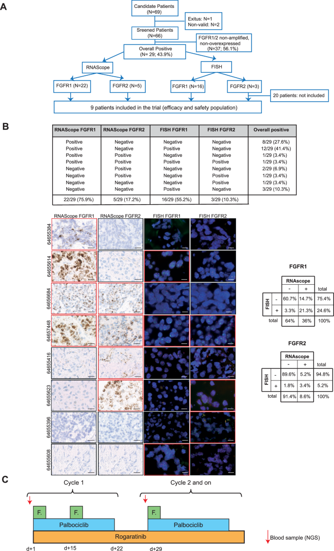 Fig. 3: Patient screening and biomarker stratification in the clinical trial.
