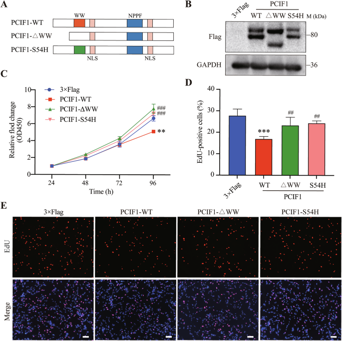 Fig. 1: Deletion or mutation of the WW domain reverses the inhibitory effect of PCIF1 on glioma cell proliferation.