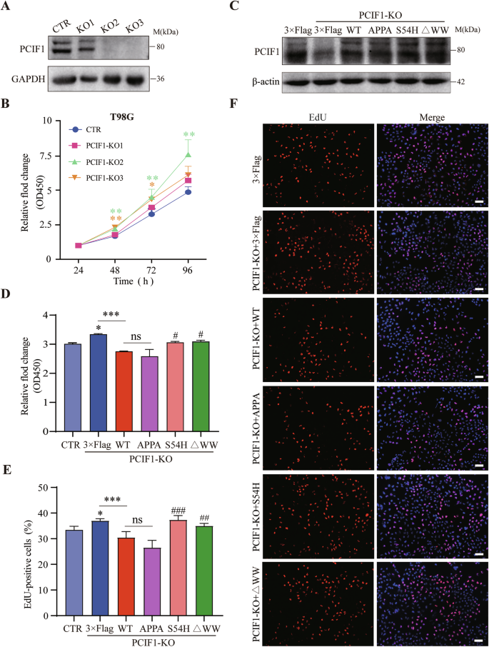 Fig. 2: Deletion or mutation of the WW domain reverses the inhibitory effect of PCIF1 on cell proliferation in PCIF1 knockout glioma cells.