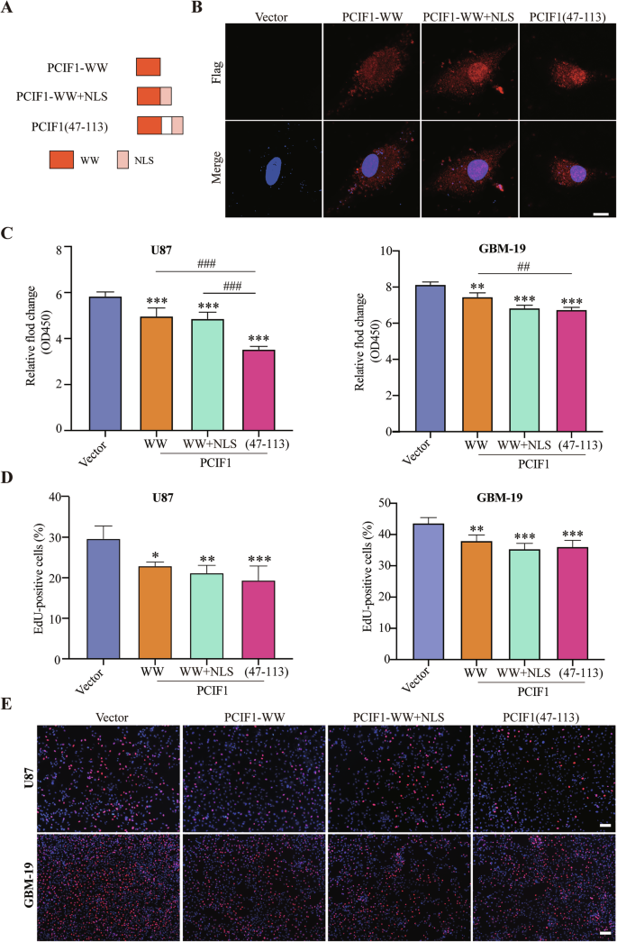Fig. 4: Forced expression of the WW domain of PCIF1 in the nucleus enhances its tumor-suppressive capabilities.
