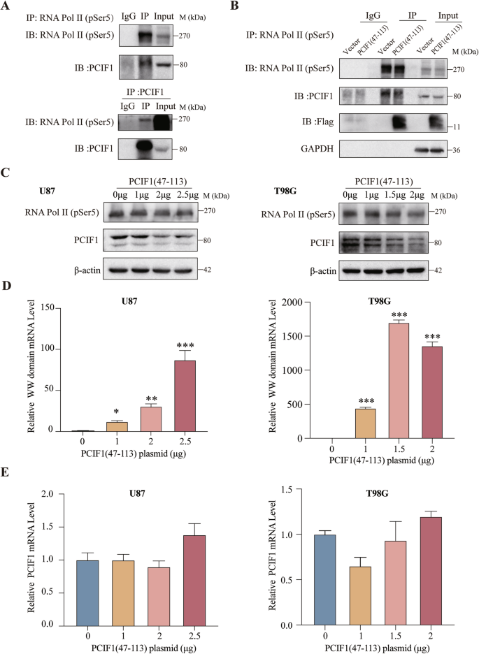 Fig. 5: Overexpression of the WW domain reduces the binding of PCIF1 with the phosphorylated RNA Pol II by downregulating the level of endogenous PCIF1 protein.