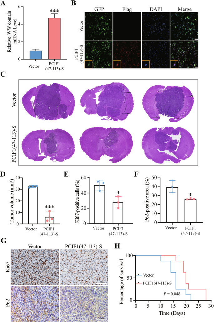 Fig. 8: Overexpression of the WW domain of PCIF1 inhibits glioma growth and autophagy degradation and extends the survival of tumor-bearing mice.