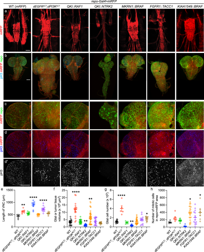 Fig. 1: Drosophila low-grade glioma models mimic features of human pLGGs.
