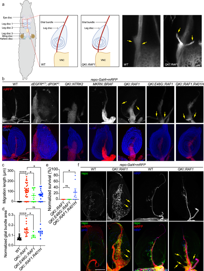 Fig. 2: Glial QKI::RAF1 overexpression induces aberrant glial cell migration.