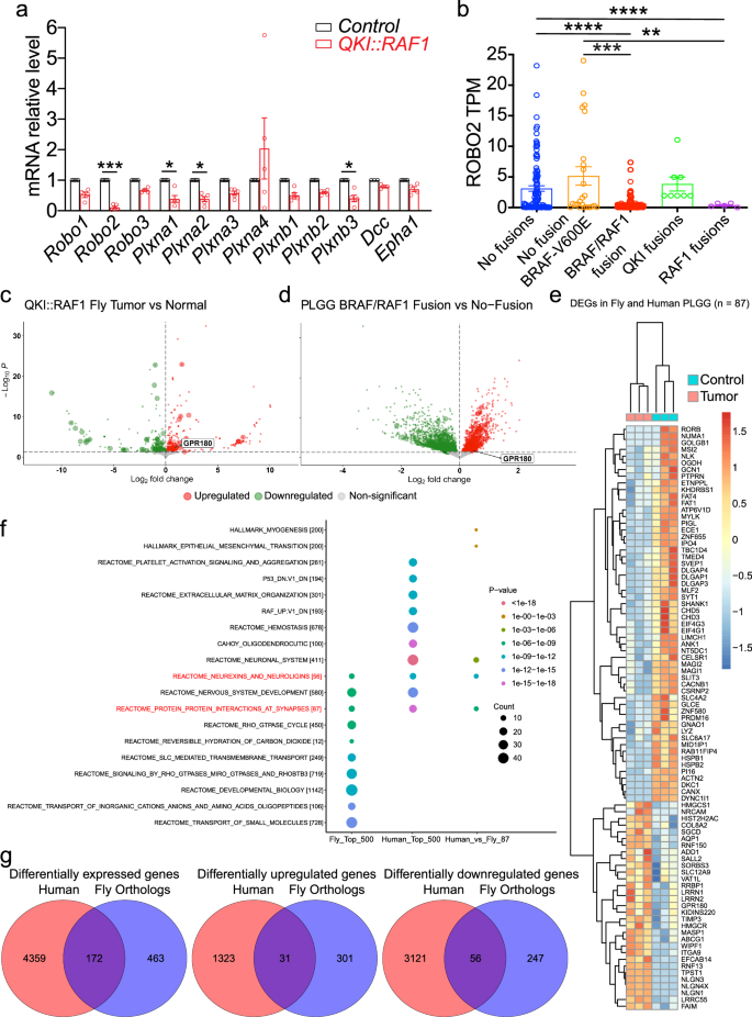 Fig. 4: QKI::RAF1 overexpressing PMAs and pLGGs with RAF gene fusions show lower expression of Robo2, and RNAseq analyses.