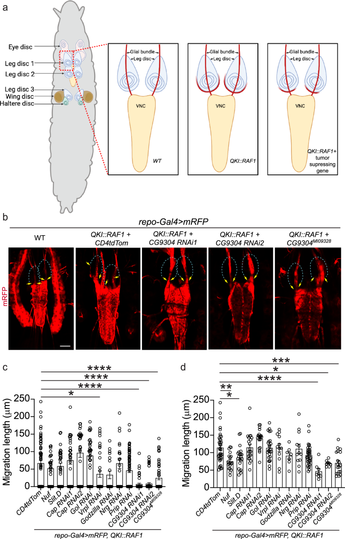 Fig. 5: An in vivo imaging-based candidate screen identifies GPR180/CG9304 as pro-glial infiltration in the QKI::RAF1 model.